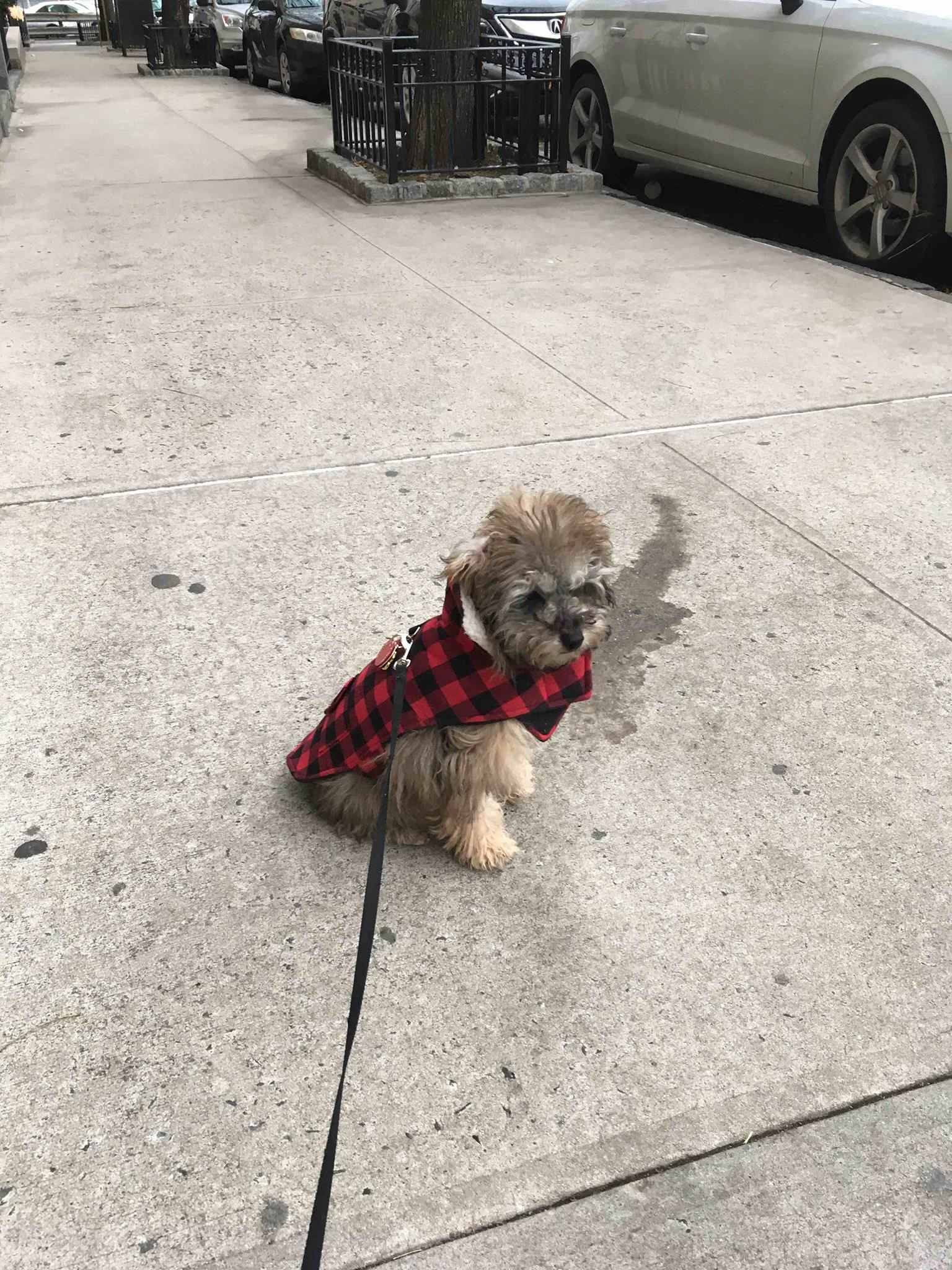 Swifto Dog Walking- Harlem Area