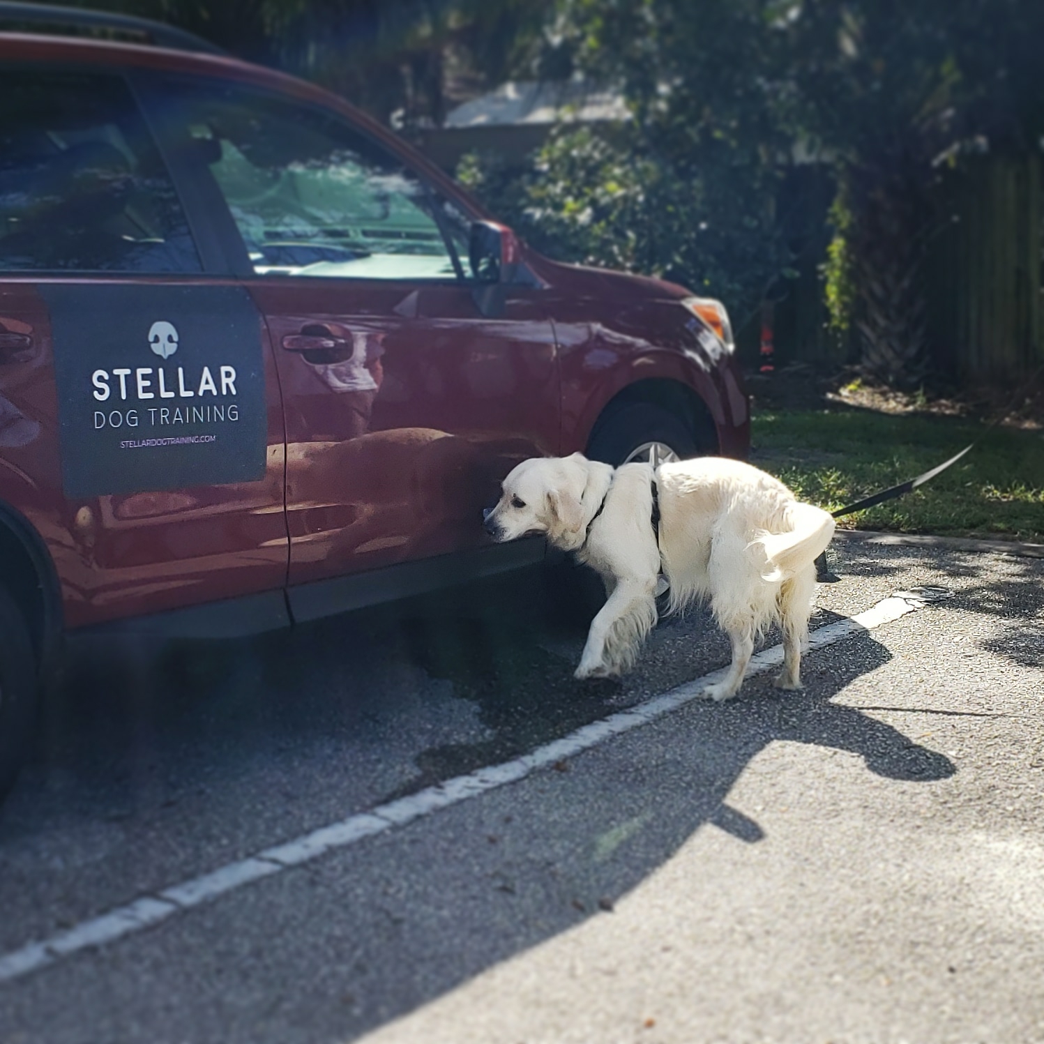 Stellar Dog Training