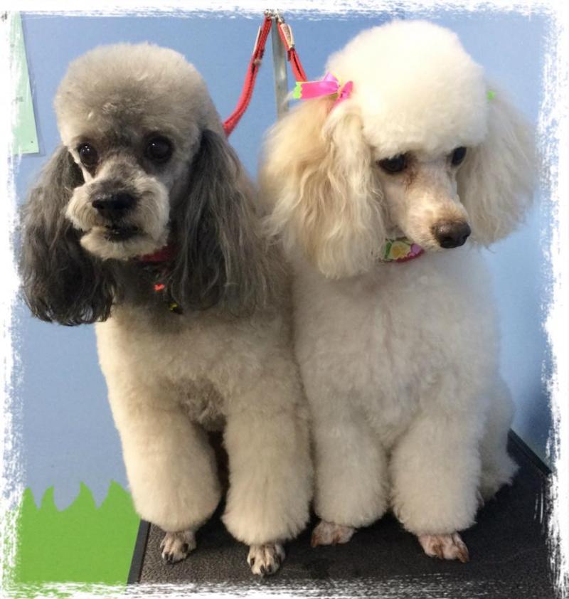 Furry Tails Pet Grooming 2