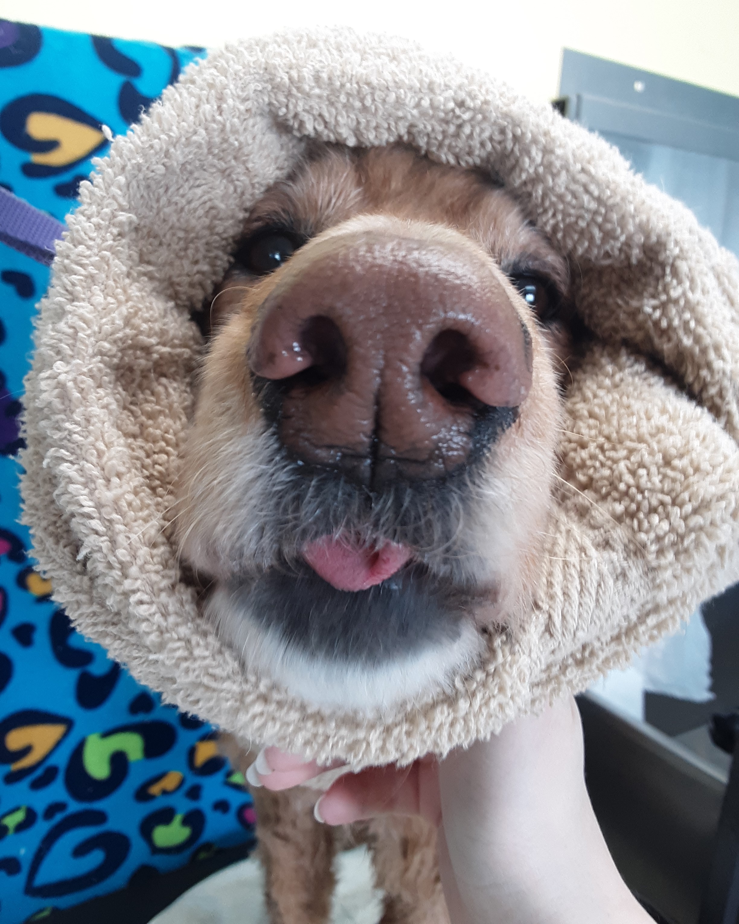 Treat Play Fluff Holistic Dog Grooming