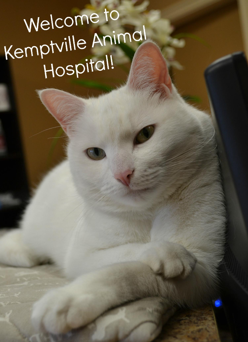 Kemptville Animal Hospital | 5-4 Industrial Rd, Kemptville, ON K0G 1J0 | +1 613-258-2030