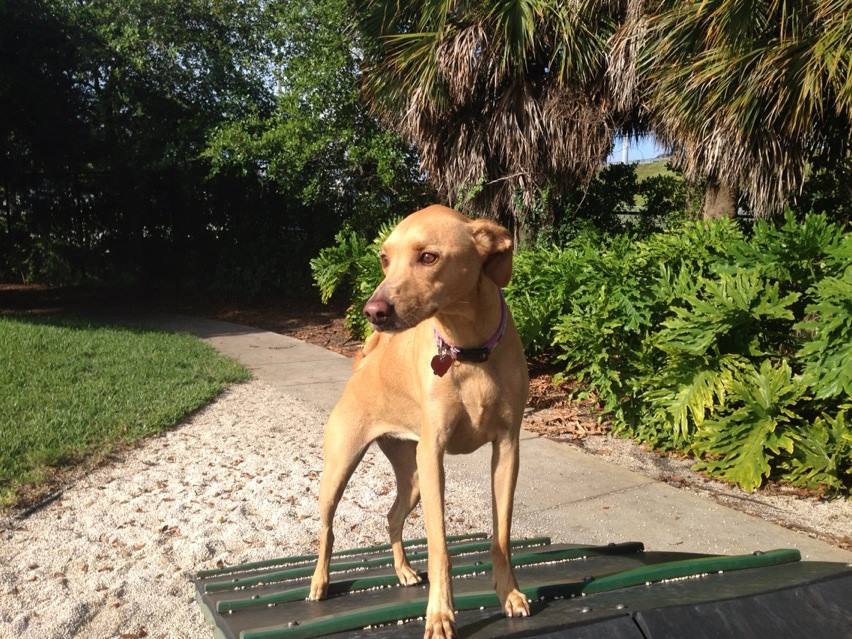 Daily Dog Walkers & Pet Sitters of Fort Lauderdale