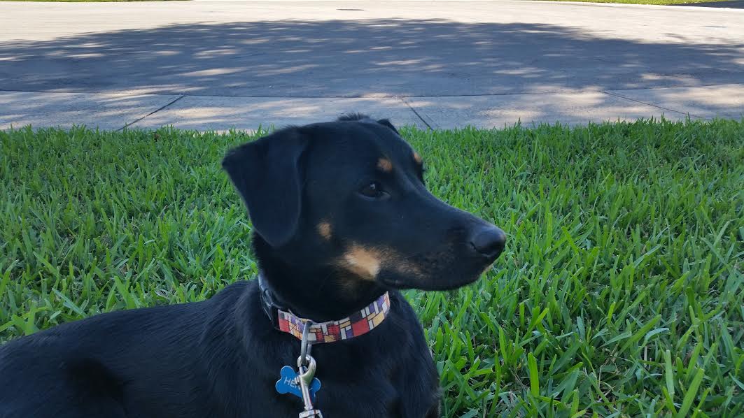 Daily Dog Walkers & Pet Sitters of Fort Lauderdale